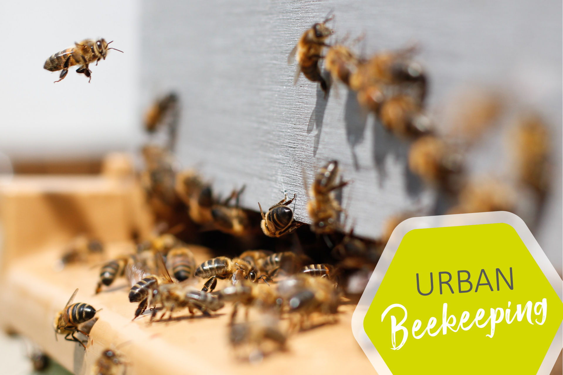 Urban Beekeeping im Urban Living Essen Urban Beekeeping im Urban Living Essen
